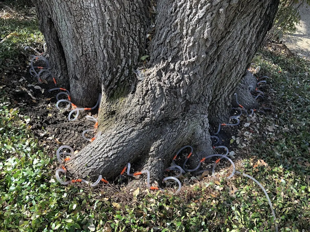 Detailed Tree Cabling and Bracing job site in Schnellville