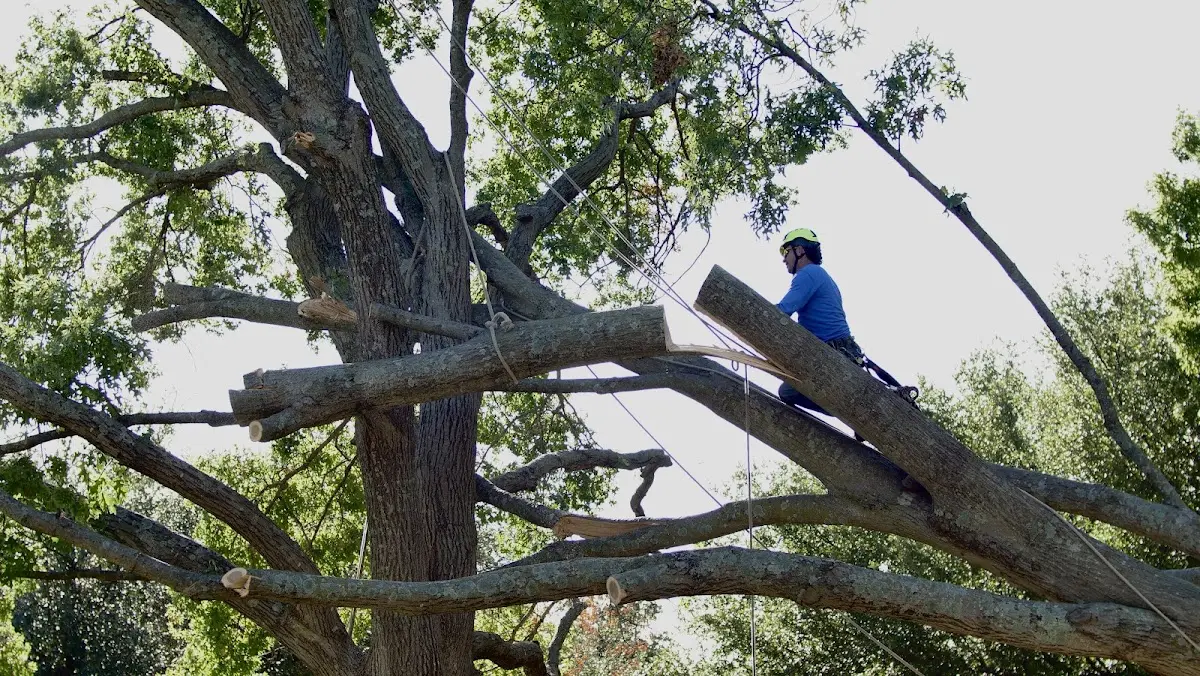 Professional Crown Thinning performed by certified arborists in Schnellville