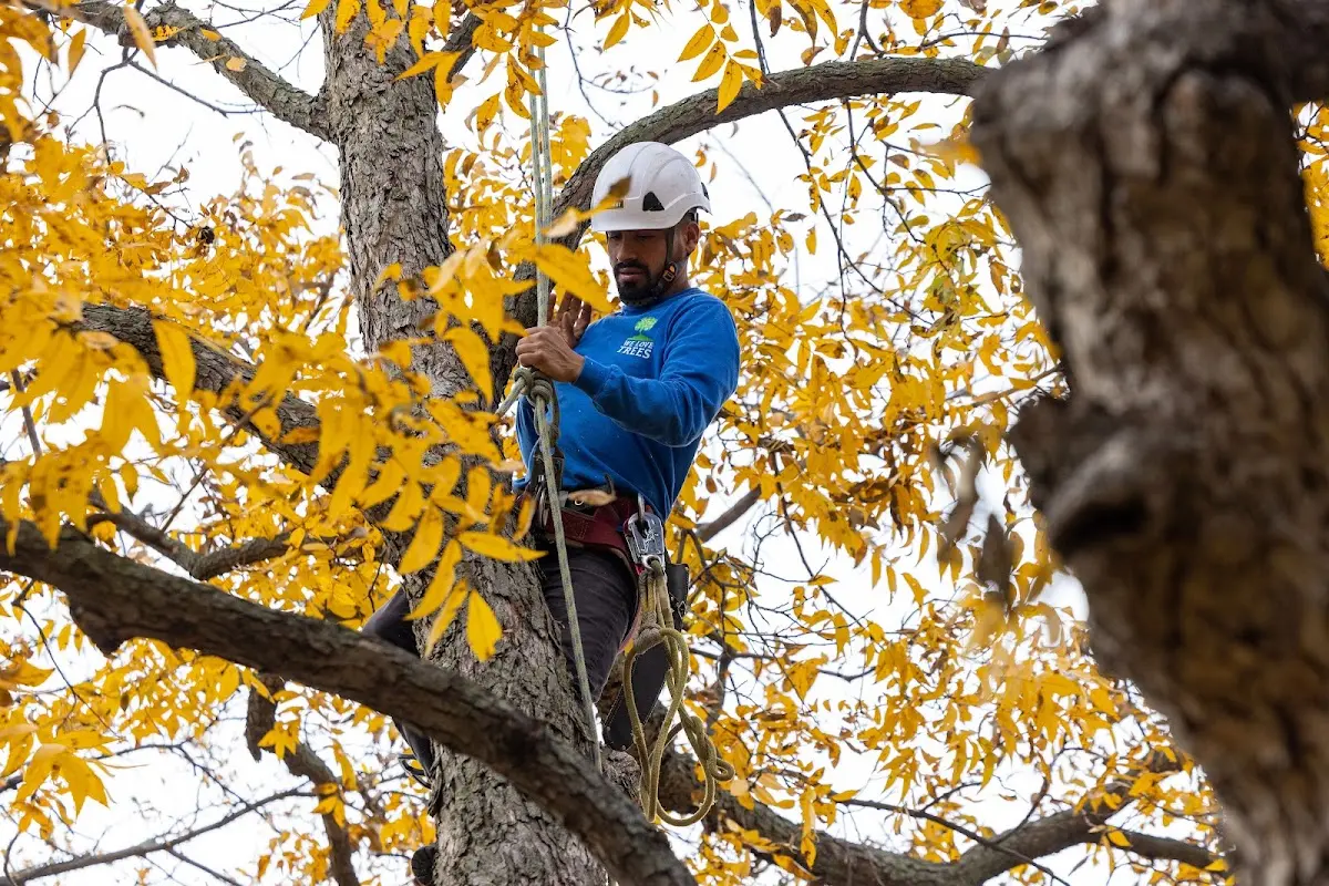 Skilled Tree Planing crew working in Schnellville